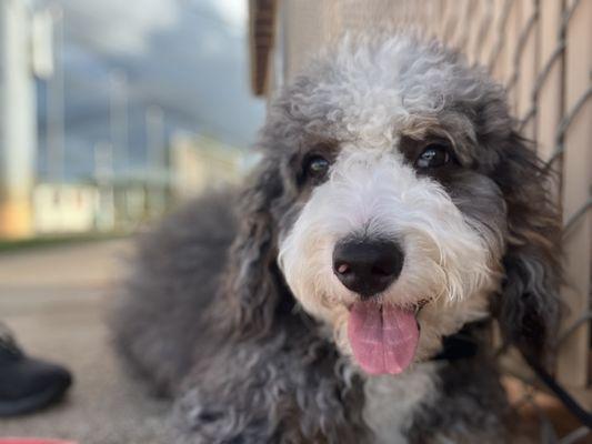 Voltaire K9 Training