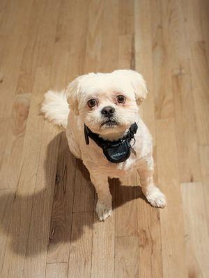 He is much more comfortable after being groomed!