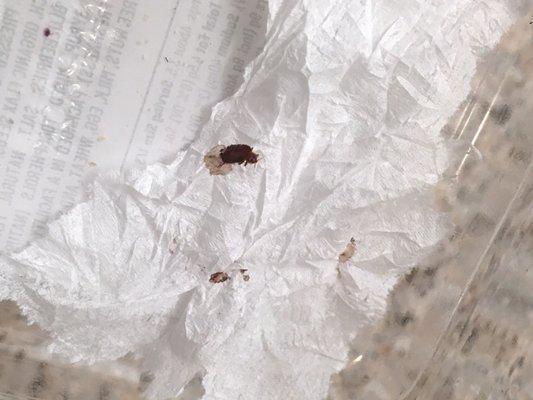 Hilton HHonors Diamond Program