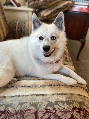 My happy pup now that she is on the right medication and diet thanks to the vet and staff of doctors pet clinic!