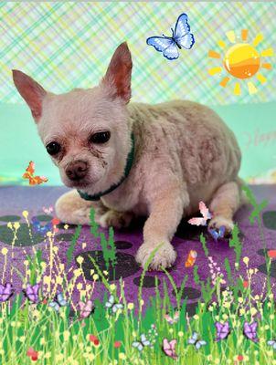 Pet Lovers Animal Hospital