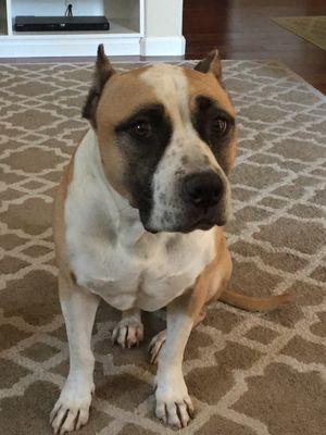 Visalia's VIP Pet Boarding & More