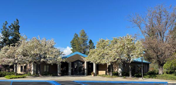 Our church with trees blooming.