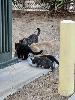 Sampson Ave Colony Cats