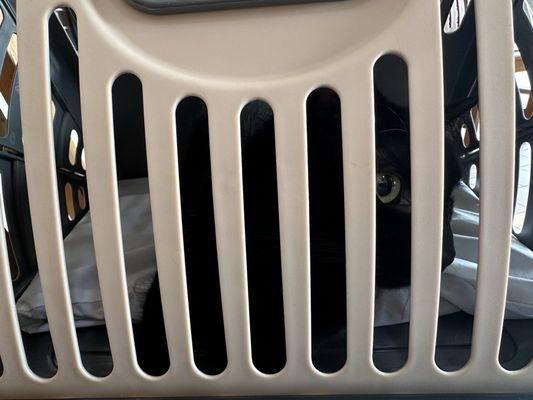 Buena Vista Animal Clinic