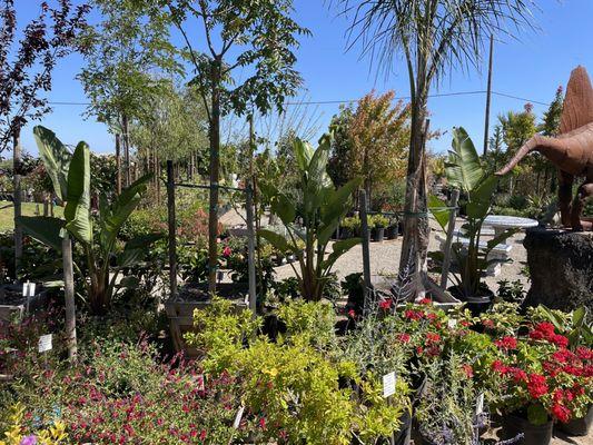 Whispering Tree Nursery