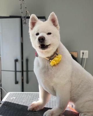 The Peaceful Pet Salon