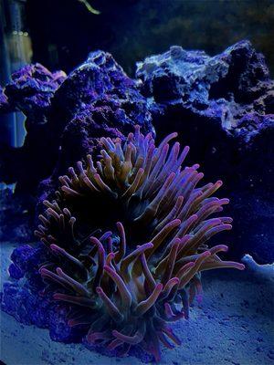 Shillington Aquariums