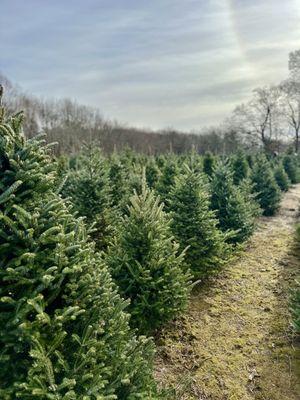 Lockwood Christmas Tree Farm