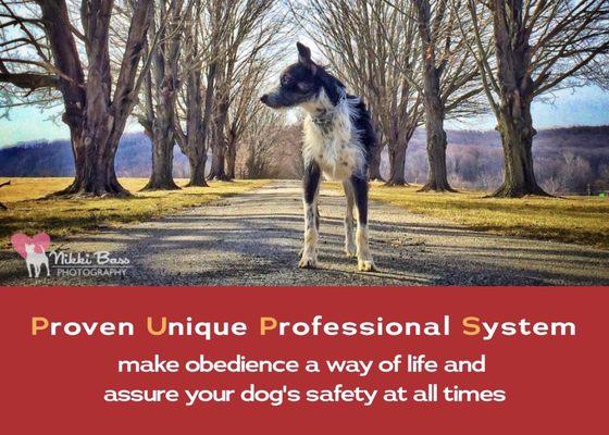 Pups Dog Obedience Training