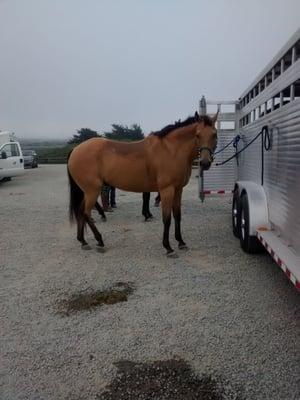 Apple Creek Training & Lessons Center