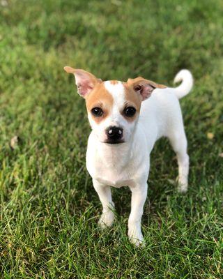 PupView Pet Services