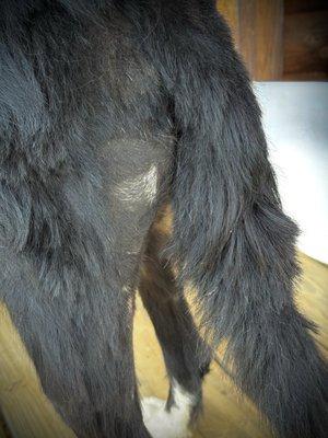 If it wasn't my dog I'd be laughing