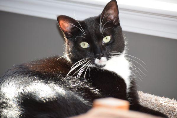 St Julian's Cat Care