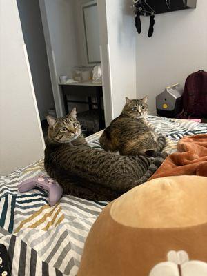 Pets allowed and no extra charge for 2 pets!