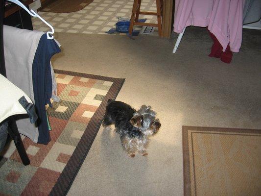 Send Rover Over Pet Salon