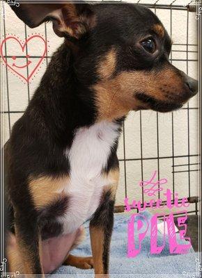 Dane Good Pet Grooming