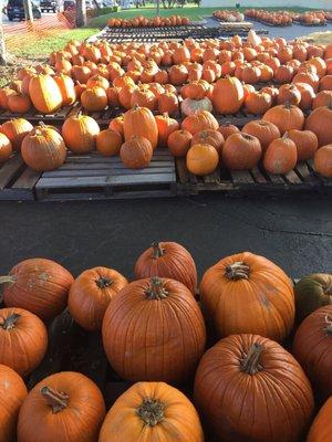 Pumpkin patch!
