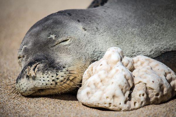 Hawaiian Monk Seal