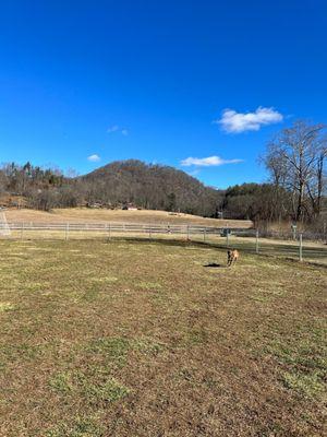 Fenced-in dog area