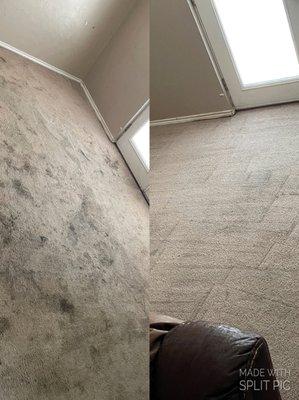 Wolfsteam Cleaning Solutions