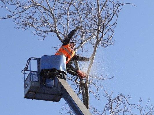 Alans Tree Service Indianapolis
