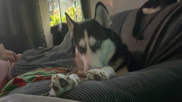 The Persian Mastiff Pet Artistry & Boutique