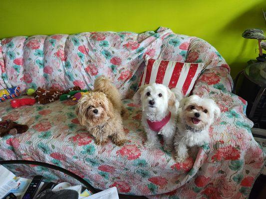 Hippie Rose's Pet Sitting