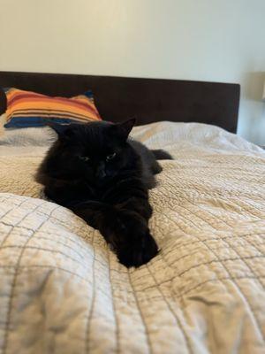 Edmonds-Westgate Veterinary Hospital P.S.