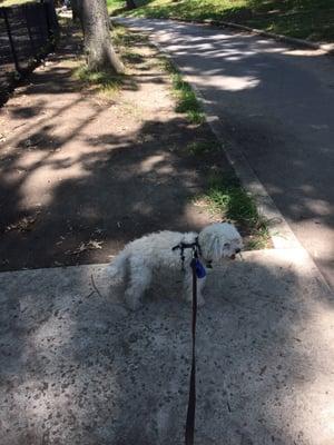 Willamsbridge Oval Dog Run