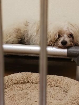 Pawfection Grooming Salon