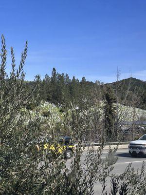 The Crosses of Lafayette