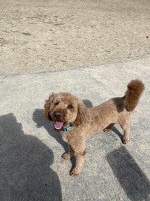 Boise Dog Barber Shop