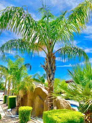 Tree feeding service for our struggling Queen palm trees