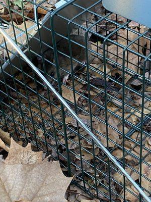 Handyman Services Near Me