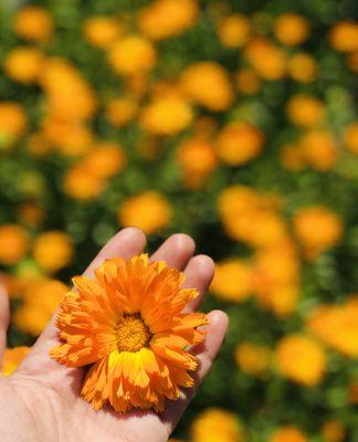 Our organically, regeneratively-grown Calendula flowers.