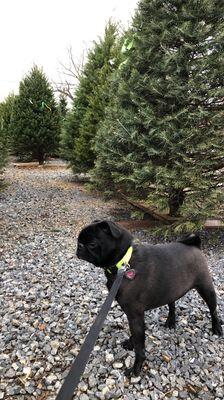 Jablonski Landscaping & Maintenance