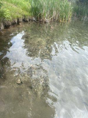 Clear water in the lake