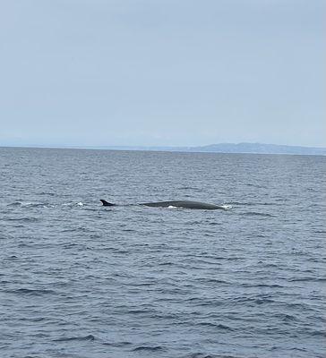 Tailwalker Sportfishing