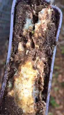 Procore Pest Control