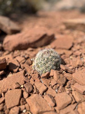 Hiking March 2025 - spotted this tiny cute cactus
