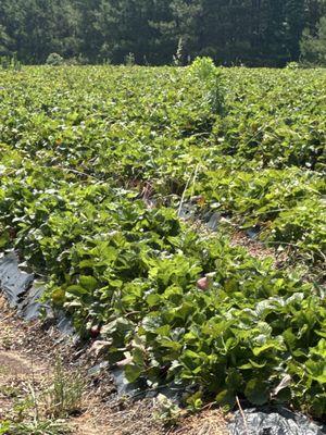 Strawberry fields