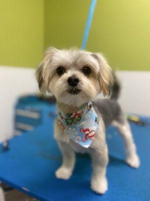 Paradise Pets Grooming and Daycare