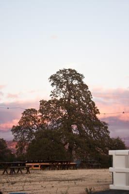 Courtwood Wine Tasting Tours