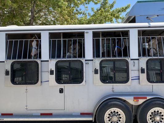 Classic Gold Buckle LQ trailer