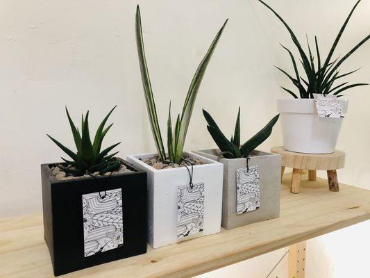 Handmade concrete pots