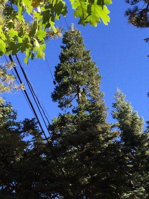 Cumorah Tree Service