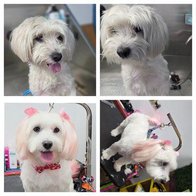 Itzis Grooming & Boutique