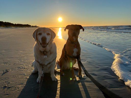 Pup Friendly Vacation Rentals!