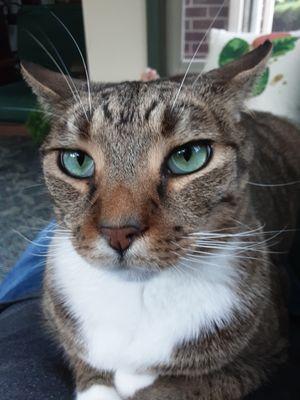 Countryside Animal Clinic - Kurt Krusen, DVM